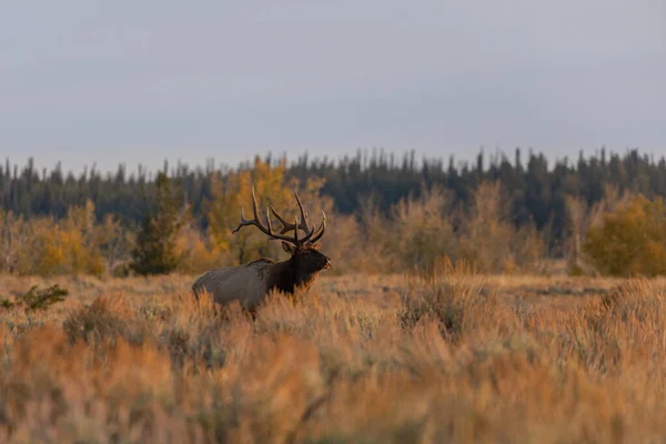秋のラットの間にワイオミング州で雄牛の群れが — ストック写真