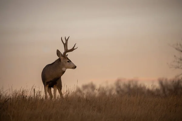 秋天的车辙中 科罗拉多州一头骡鹿 — 图库照片