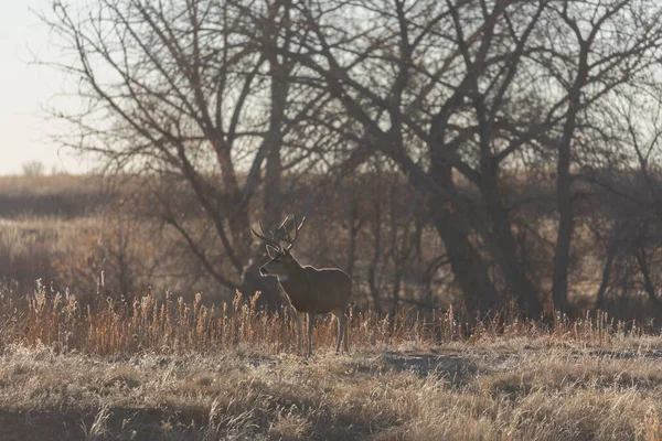 Mule Deer Buck Colorado Rut Autumn — Stock Photo, Image