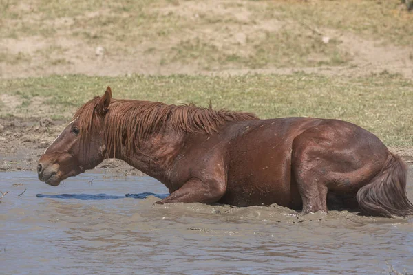 Dziki Koń Przy Wodopoju Wiosną Pustyni Utah — Zdjęcie stockowe