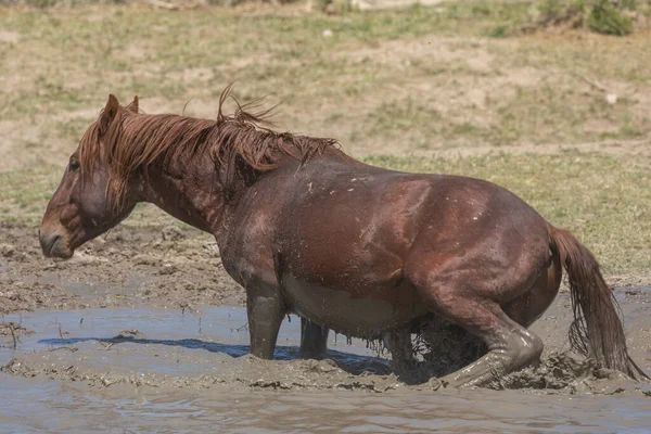 Дикая Лошадь Водопоя Весной Пустыне Юта — стоковое фото