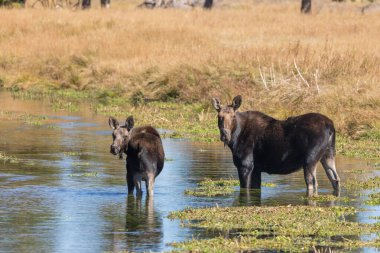 Wyoming 'de sonbaharda havuzda bir inek ve buzağı.