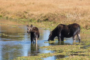 Wyoming 'de sonbaharda havuzda bir inek ve buzağı.