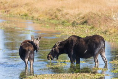 Wyoming 'de sonbaharda havuzda bir inek ve buzağı.