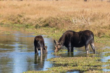 Wyoming 'de sonbaharda havuzda bir inek ve buzağı.