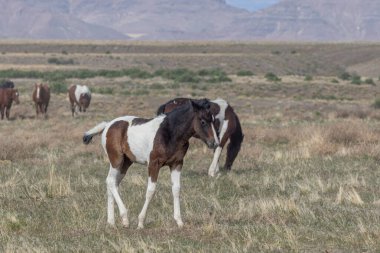 Utah Çölü 'nde baharda tatlı bir at yavrusu.