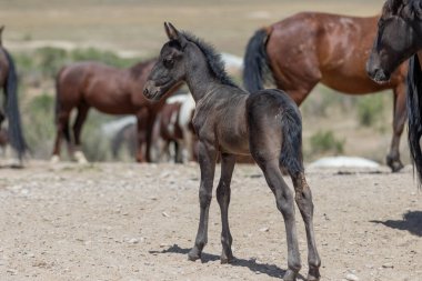 Utah Çölü 'nde baharda tatlı bir at yavrusu.