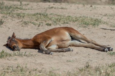 Utah Çölü 'nde baharda tatlı bir at yavrusu.