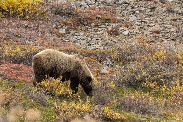 Грізлі Ведмідь Тундрі Національному Парку Деналі Аляска Восени — стокове фото