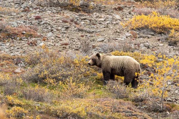 stock image a grizzly bear on the tundra in Denali National Park Alaska in autumn