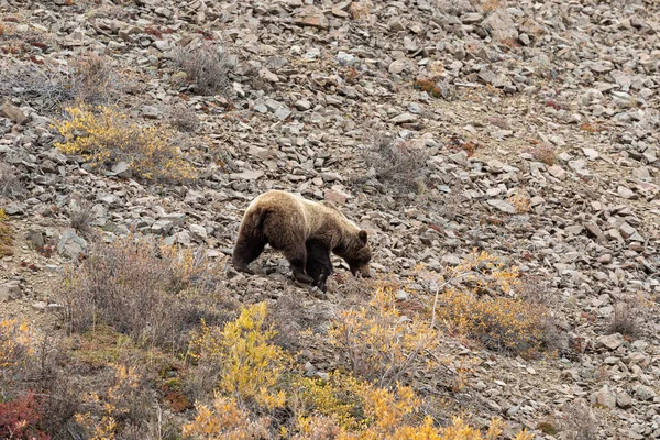 秋天在阿拉斯加德纳利国家公园的冻土带上一只灰熊 — 图库照片