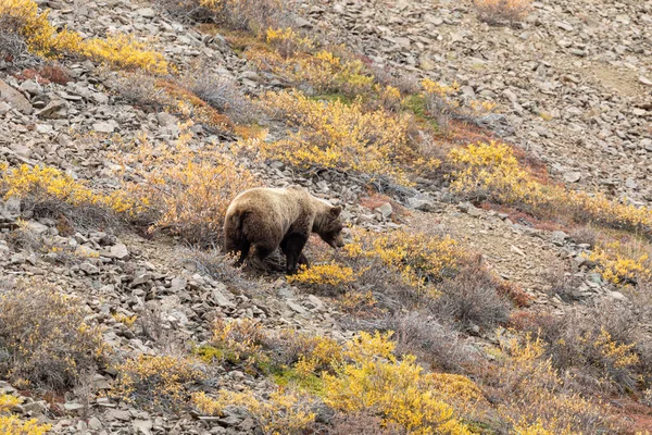 Egy Grizzly Medve Tundrán Denali Nemzeti Parkban Alaszkában Ősszel — Stock Fotó