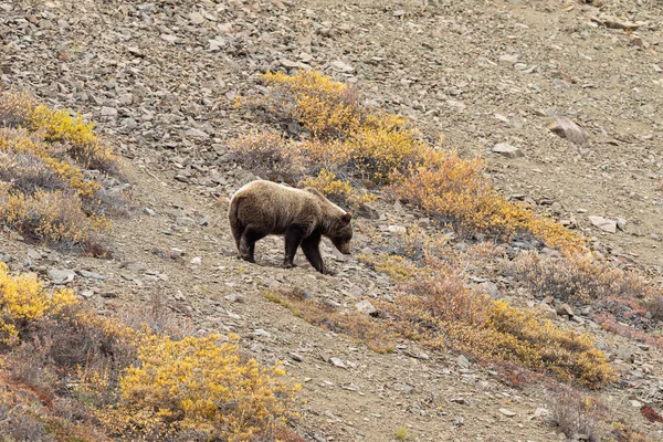 Μια Αρκούδα Γκρίζλι Στην Τούνδρα Στο Εθνικό Πάρκο Ντενάλι Αλάσκα — Φωτογραφία Αρχείου