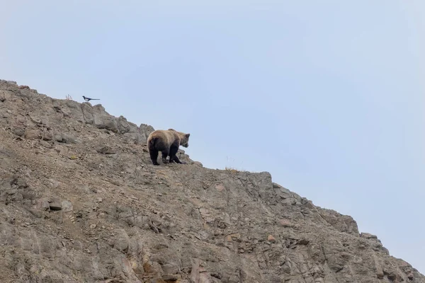 Medvěd Grizzly Tundře Národním Parku Denali Aljašce Podzim — Stock fotografie