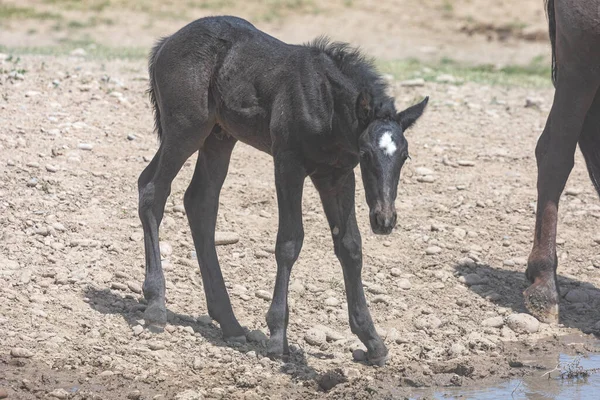 Lindo Potro Caballo Salvaje Primavera Desierto Utah —  Fotos de Stock