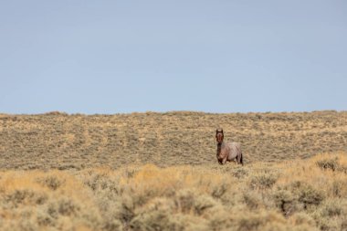 Wyoming 'de sonbaharda kızıl çölde vahşi bir at.