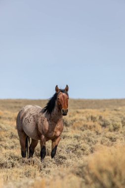 Wyoming 'de sonbaharda kızıl çölde vahşi bir at.