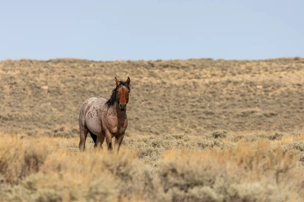 Étalon Cheval Sauvage Dans Désert Rouge Wyoming Automne — Photo