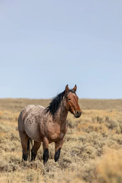 Wyoming 'de sonbaharda kızıl çölde vahşi bir at.