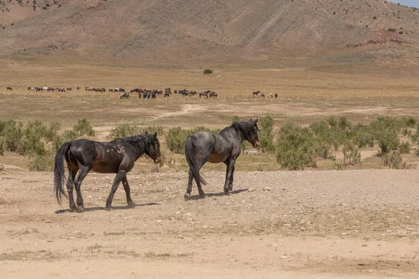 wild horses in spring in the Utah desert