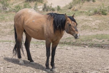 Baharda Utah çölünde vahşi bir at.