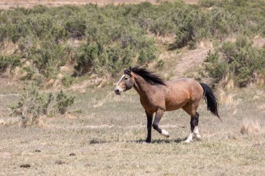 Baharda Utah çölünde vahşi bir at.