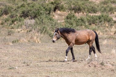 Baharda Utah çölünde vahşi bir at.