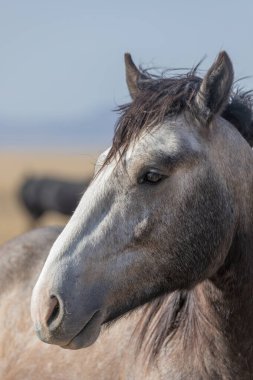 Baharda Utah çölünde vahşi bir at.