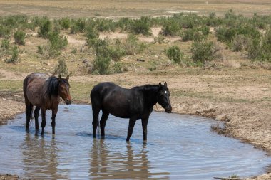 Utah 'ta bir çölde vahşi atlar.