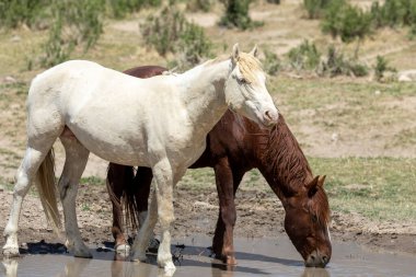 Utah 'ta bir çölde vahşi atlar.