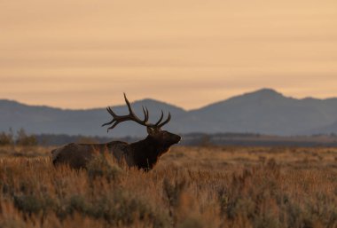 Wyoming 'deki sonbahar monotonluğu sırasında gün doğumunda bir boğa geyiği.
