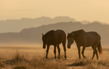 Utah çölünde vahşi atlar