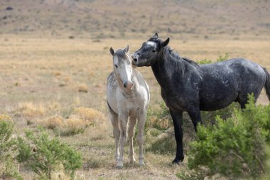 Utah çölünde vahşi atlar