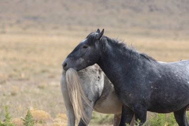 Utah çölünde vahşi atlar