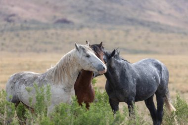 Utah çölünde vahşi atlar