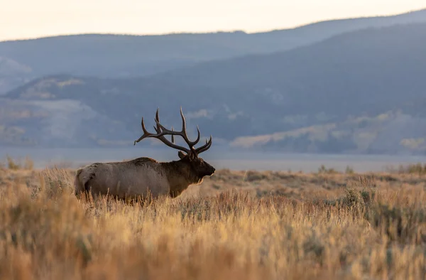 Bull Elk Sunrise Fall Rut Wyoming — Stock Photo, Image