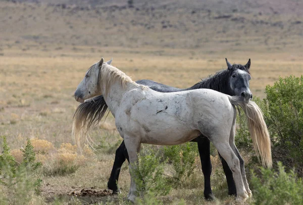 Divoké Koně Poušti Utah — Stock fotografie