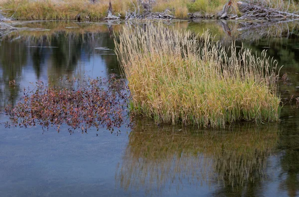 Scenic Reflection Landscape Tetons Autumn — Stock Photo, Image