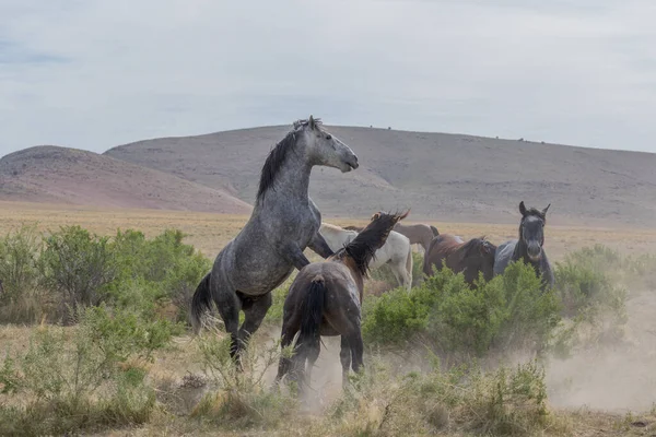 Wild Horse Stallions Fighting Spring Utah Desert — Stock Photo, Image
