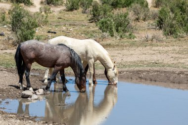 Utah çölündeki bir su birikintisinde vahşi atlar.