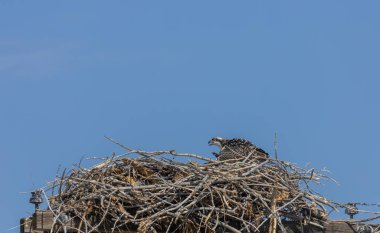 Güç direğinin tepesindeki bir yuvada balık avı