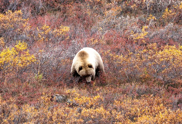 Μια Αρκούδα Grizzly Φθινόπωρο Στο Εθνικό Πάρκο Denali Αλάσκα — Φωτογραφία Αρχείου