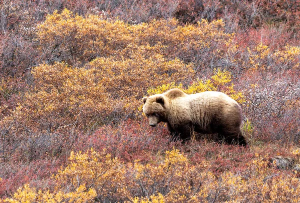 Oso Pardo Otoño Parque Nacional Denali Alaska — Foto de Stock