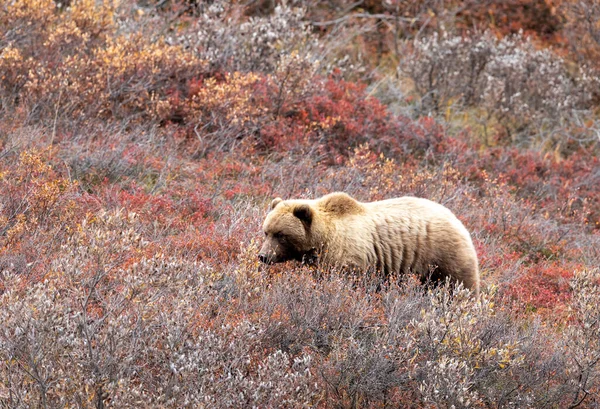 Urso Pardo Outono Parque Nacional Denali Alasca — Fotografia de Stock