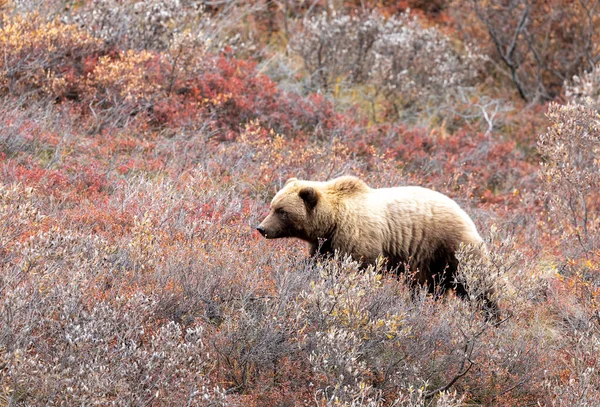 Sonbaharda Bir Boz Ayı Denali Ulusal Parkı Alaska — Stok fotoğraf