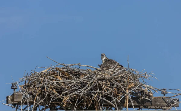 Osprey Ninho Cima Pólo Poder — Fotografia de Stock