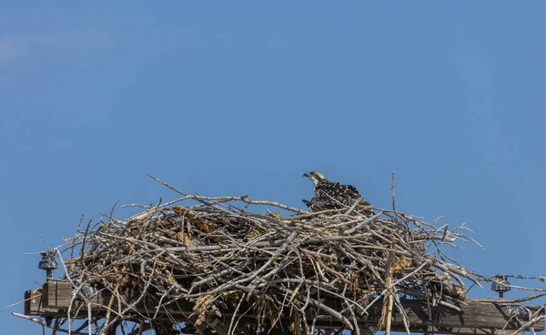 Osprey Ninho Cima Pólo Poder — Fotografia de Stock