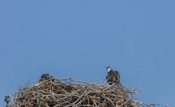 Osprey Ninho Cima Pólo Poder — Fotografia de Stock