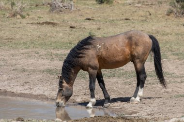 Baharda Utah çölünde vahşi bir at.