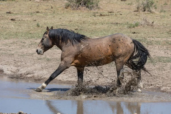 Cavalo Selvagem Uma Lagoa Deserto Utah Primavera — Fotografia de Stock